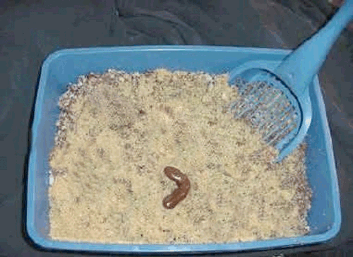Picture of a Cat Turd